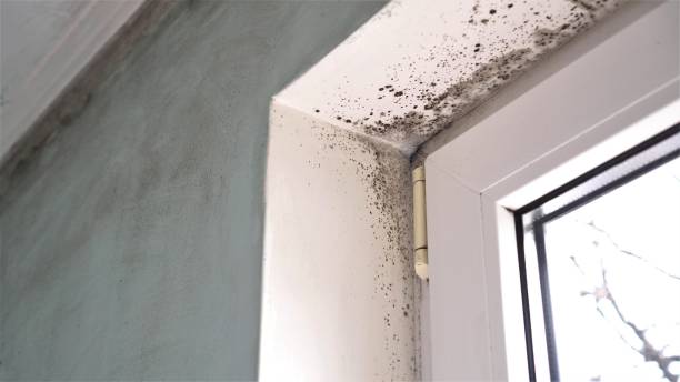 Best Air Quality Testing for Mold Spores  in Glenville, WV