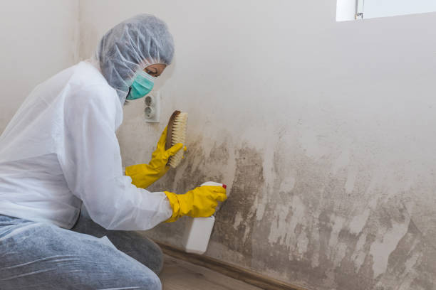 Best Comprehensive Air Testing for Mold Contaminants  in Glenville, WV