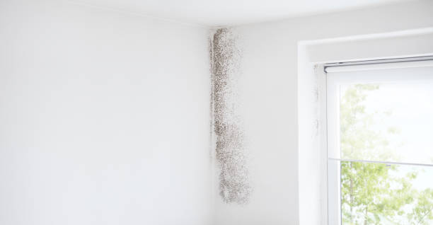 Best Residential Mold Inspection & Testing  in Glenville, WV