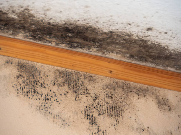 Best Mold Remediation for Rental Properties  in Glenville, WV