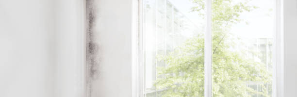 Best Attic Mold Removal  in Glenville, WV