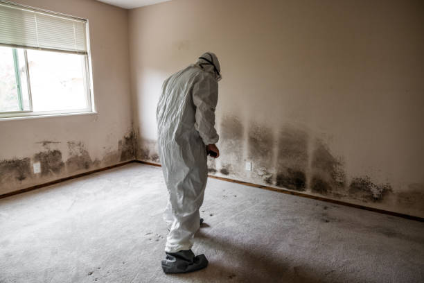 Best Asbestos and Lead Testing During Mold Inspection  in Glenville, WV