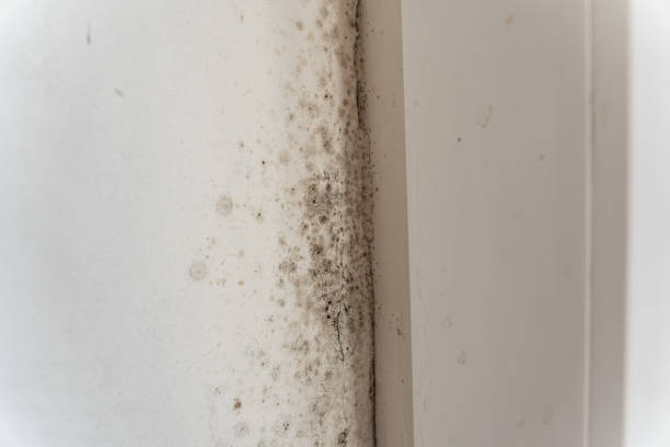 Best Mold Odor Removal Services  in Glenville, WV