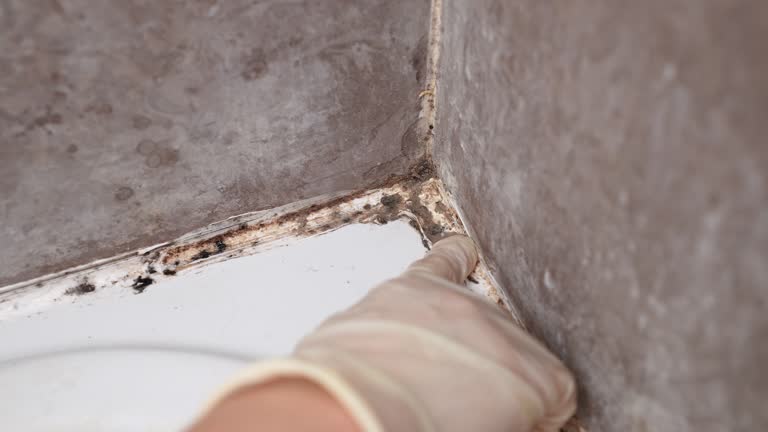 Best Mold Damage Restoration  in Glenville, WV