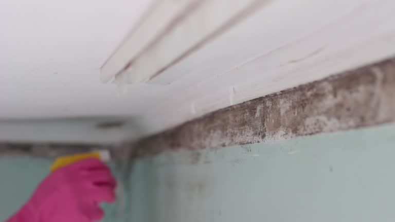 Best Basement Mold Removal  in Glenville, WV